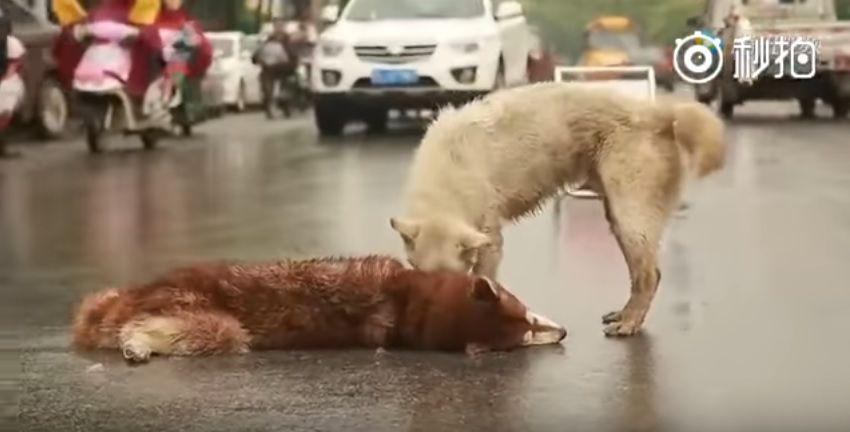 Dos perros conmueven YouTube con su muestra de amistad