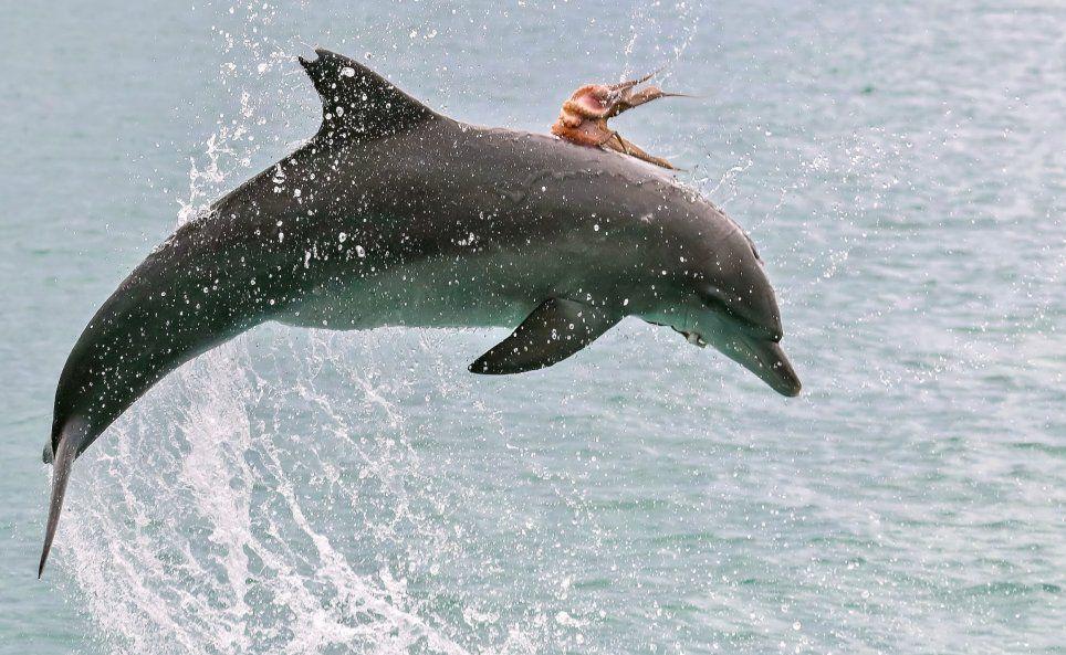 La impresionante foto que muestra a un pulpo montando a un delfiacuten