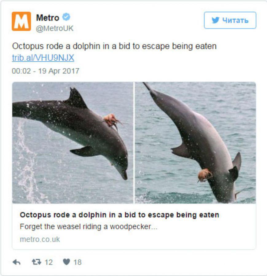 La impresionante foto que muestra a un pulpo montando a un delfiacuten