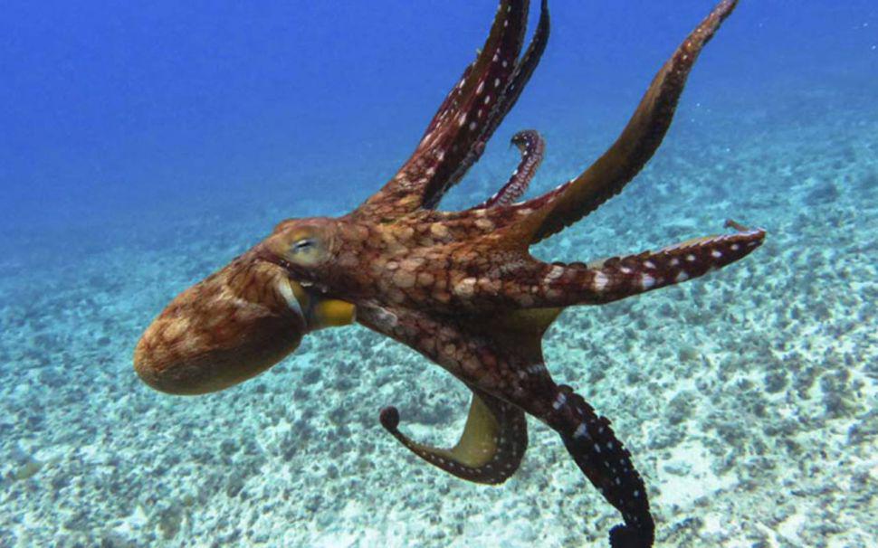 La impresionante foto que muestra a un pulpo montando a un delfiacuten