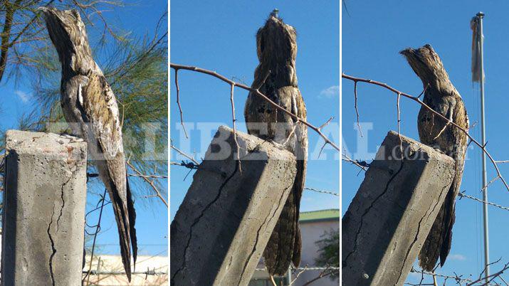 Alumnos encontraron un Kakuy en pleno recreo