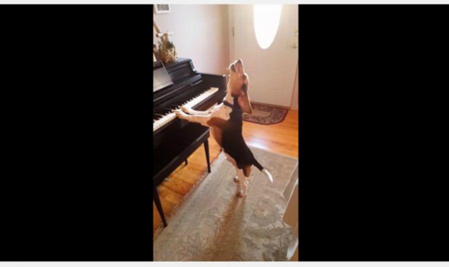 El sorprendente video de un perro que toca el piano y canta