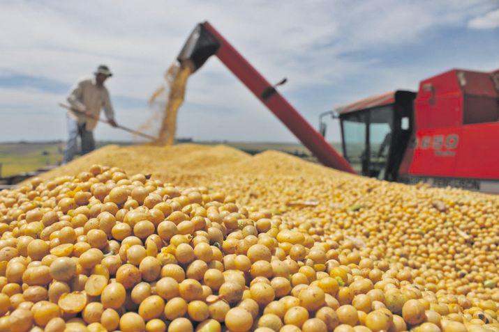 Se demora la cosecha de soja y maiacutez en Santiago pero se proyectan buenos rindes