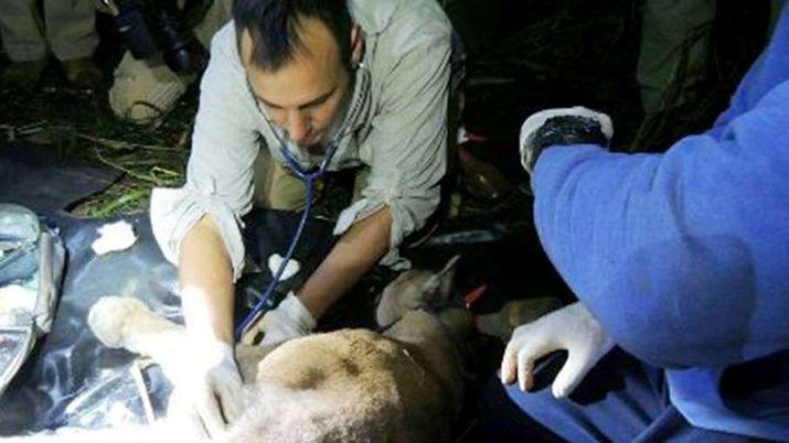 Capturaron al puma que habiacutea amenazado a los turistas en Cataratas