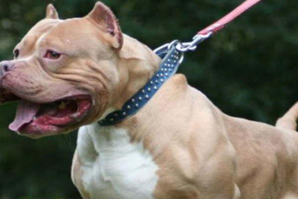 Sexagenaria sufrió el ataque de dos perros pitbull Foto de archivo