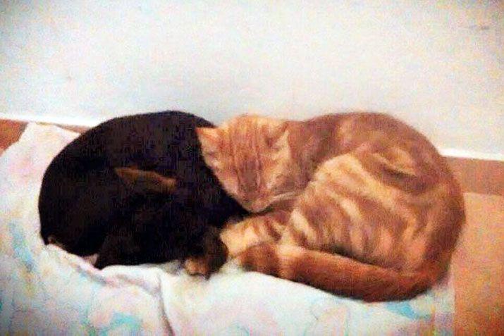 Mandaacute a EL LIBERAL la foto de tu mascota en el Diacutea del Animal