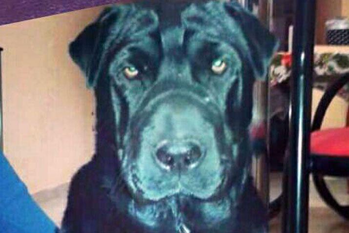 Mandaacute a EL LIBERAL la foto de tu mascota en el Diacutea del Animal