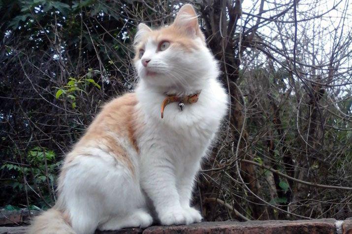 Mandaacute a EL LIBERAL la foto de tu mascota en el Diacutea del Animal