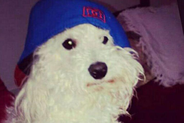 Mandaacute a EL LIBERAL la foto de tu mascota en el Diacutea del Animal