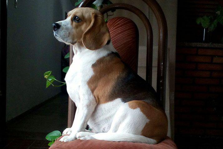 Mandaacute a EL LIBERAL la foto de tu mascota en el Diacutea del Animal