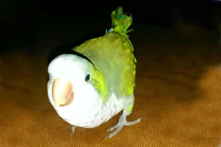 Mandaacute a EL LIBERAL la foto de tu mascota en el Diacutea del Animal