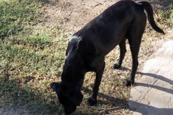 Mandaacute a EL LIBERAL la foto de tu mascota en el Diacutea del Animal
