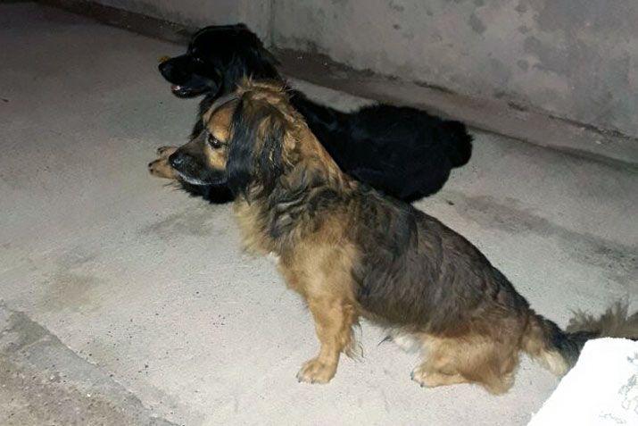 Mandaacute a EL LIBERAL la foto de tu mascota en el Diacutea del Animal