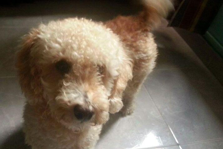 Mandaacute a EL LIBERAL la foto de tu mascota en el Diacutea del Animal