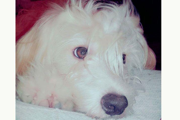 Mandaacute a EL LIBERAL la foto de tu mascota en el Diacutea del Animal