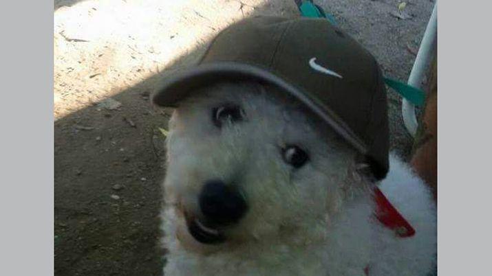 Mandaacute a EL LIBERAL la foto de tu mascota en el Diacutea del Animal