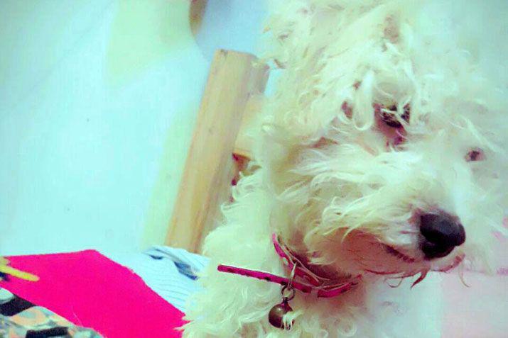 Mandaacute a EL LIBERAL la foto de tu mascota en el Diacutea del Animal