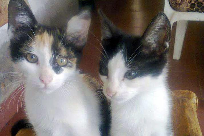 Mandaacute a EL LIBERAL la foto de tu mascota en el Diacutea del Animal