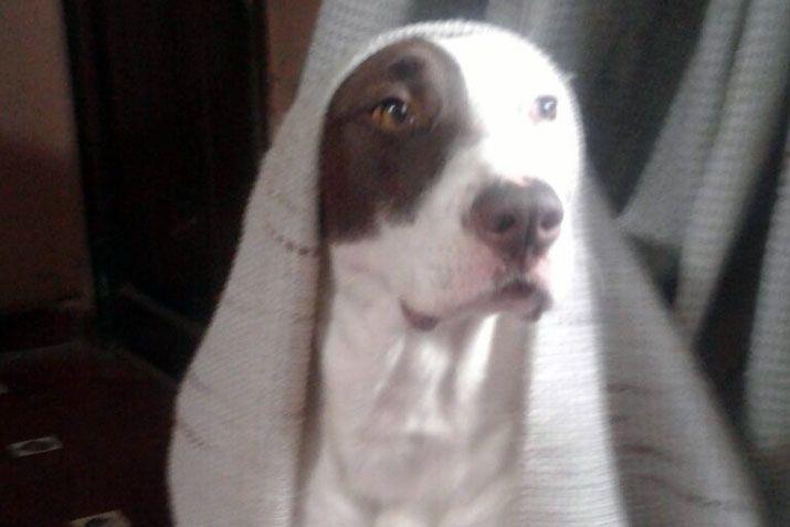 Mandaacute a EL LIBERAL la foto de tu mascota en el Diacutea del Animal