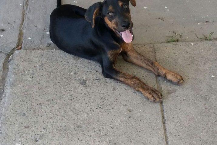 Mandaacute a EL LIBERAL la foto de tu mascota en el Diacutea del Animal