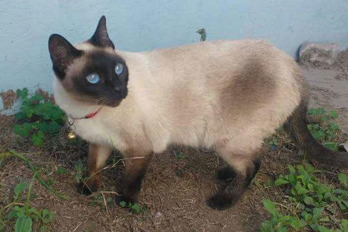 Mandaacute a EL LIBERAL la foto de tu mascota en el Diacutea del Animal