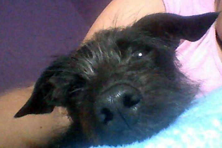 Mandaacute a EL LIBERAL la foto de tu mascota en el Diacutea del Animal