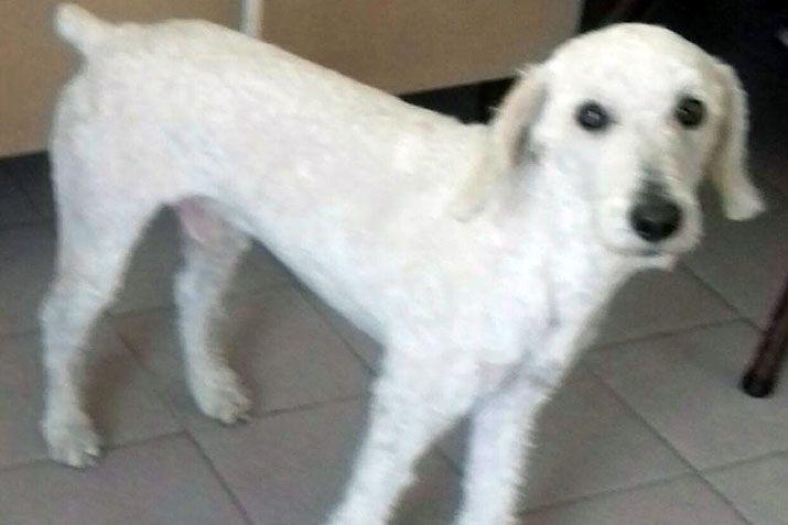 Mandaacute a EL LIBERAL la foto de tu mascota en el Diacutea del Animal