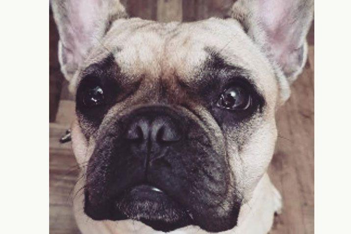 Mandaacute a EL LIBERAL la foto de tu mascota en el Diacutea del Animal