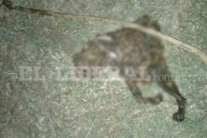 Indignacioacuten- prendieron fuego a un gato en Antildeatuya
