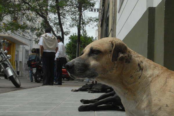 En Salta hay 20000 perros callejeros y alertan la falta de tenencia responsable