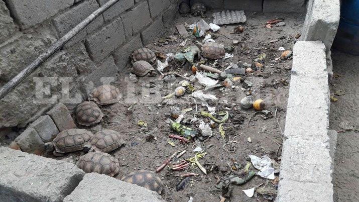 Las Termas- Gendarmería secuestró animales en cautiverio