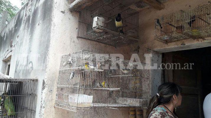 Las Termas- Gendarmería secuestró animales en cautiverio