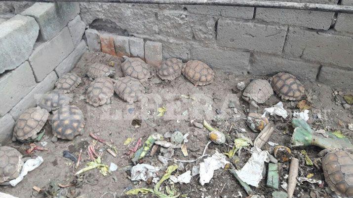 Las Termas- Gendarmería secuestró animales en cautiverio