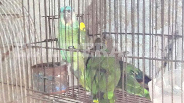 Las Termas- Gendarmería secuestró animales en cautiverio