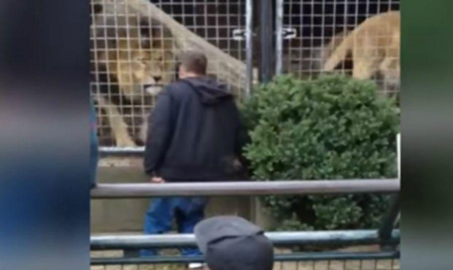 Video- Un hombre ebrio provocoacute a leones de un zooloacutegico