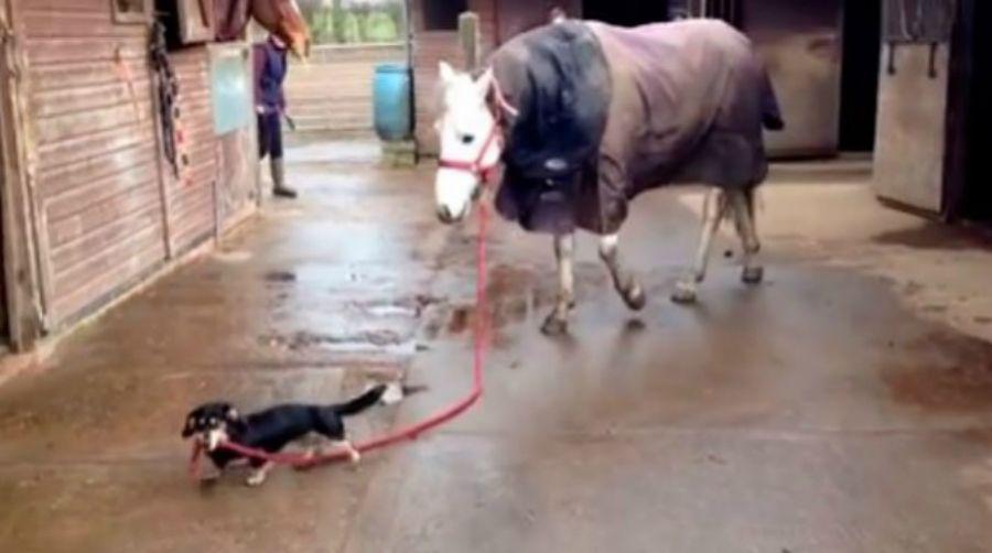 El tierno video de un perro sacando a pasear a un caballo
