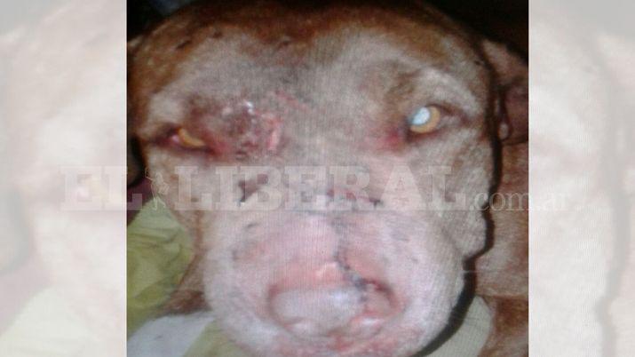 Denunció a un hombre por pegarle a un perro y amenazarla a ella