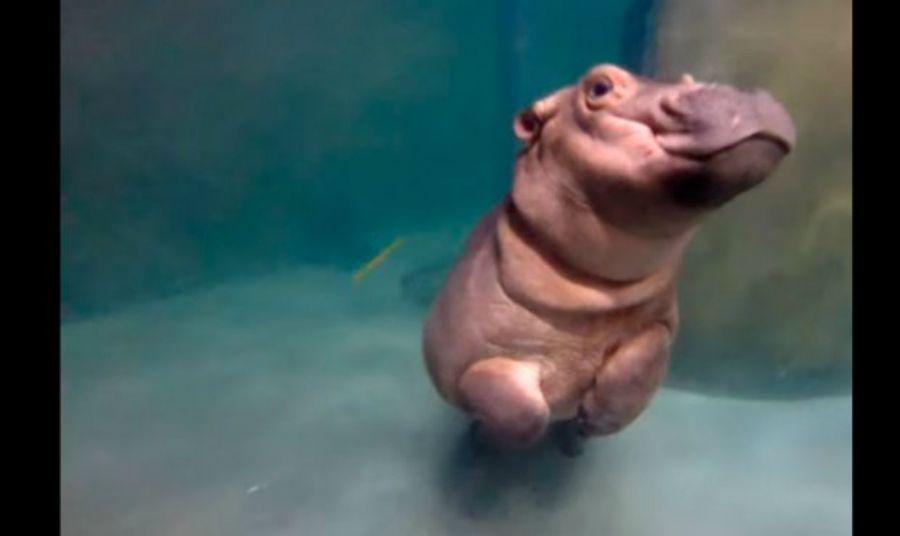 Una bebeacute hipopoacutetamo causa furor en YouTube