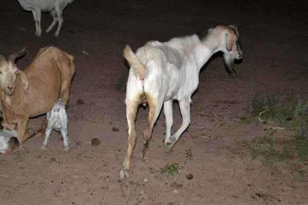Caprino hermafrodita sorprende a pobladores de la zona de Villa Brana