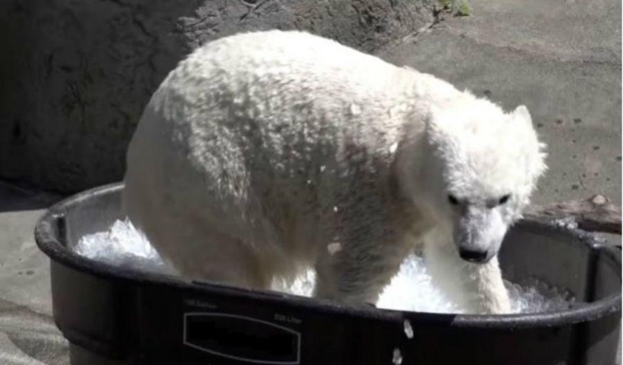 Una osa polar en una piscina de hielo es furor en YouTube