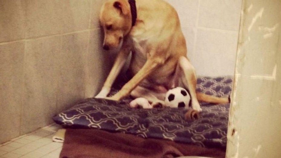 Sacrificaraacuten a la perra maacutes triste del mundo