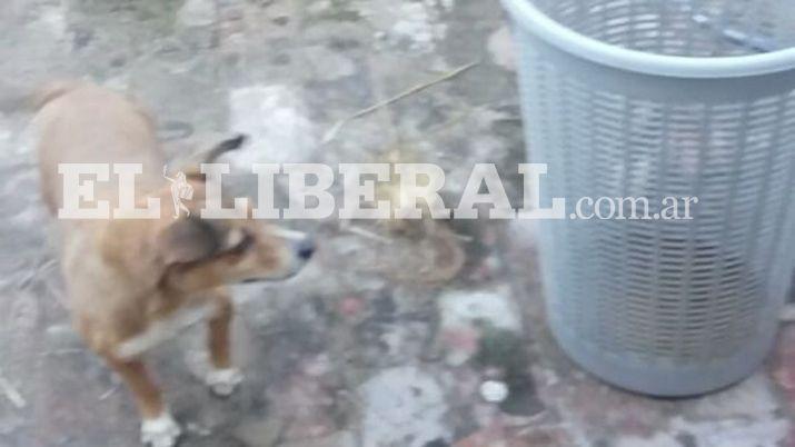 Movida judicial para socorrer a perrita cuya duentildea sufre un cuadro irreversible