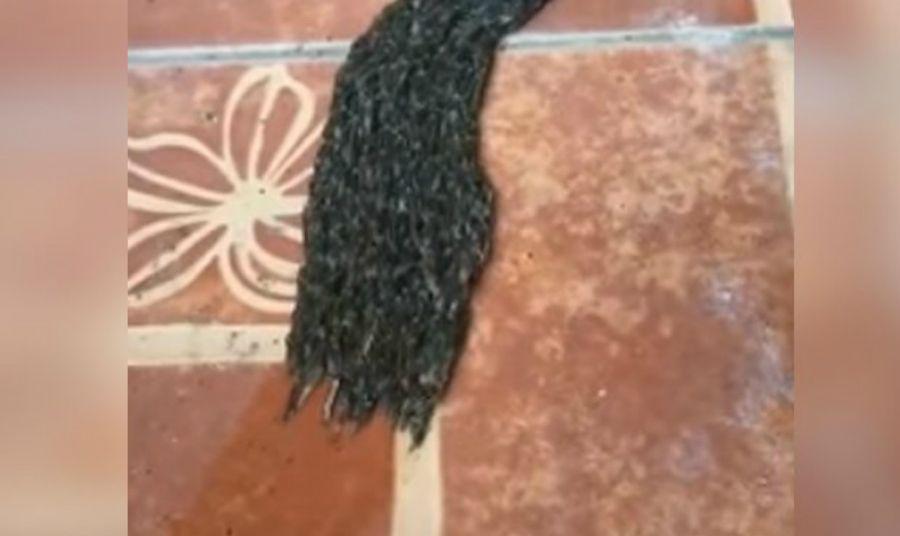 Creer o reventar- El extrantildeo monstruo que se arrastra por el piso de una casa en Tailandia