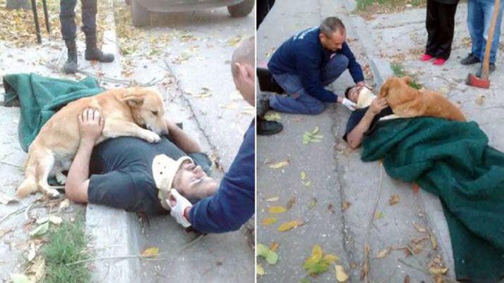 Las conmovedoras fotos de un perro al ver a su amo accidentado