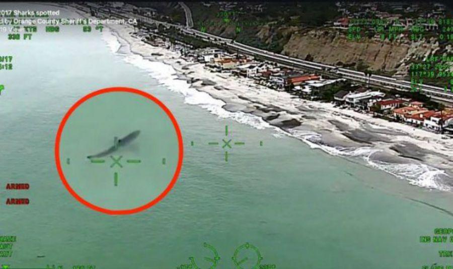 Asombrosa persecucioacuten de 15 tiburones a bantildeistas de una playa