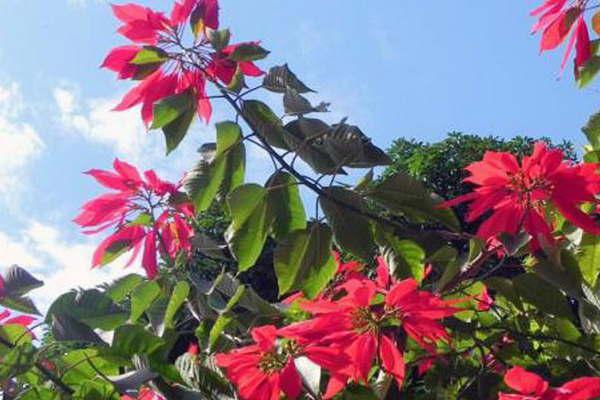 Advierten por plantas de jardiacuten  que pueden ser altamente  toacutexicas para el ser humano