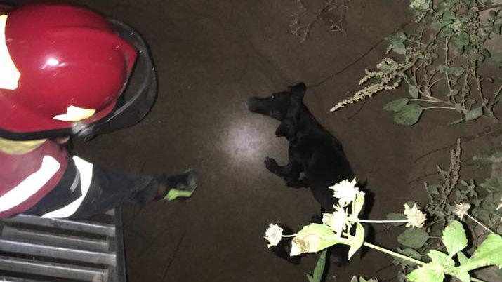 Emotivo rescate de un pichicho que cayoacute en un pozo ciego en Loreto