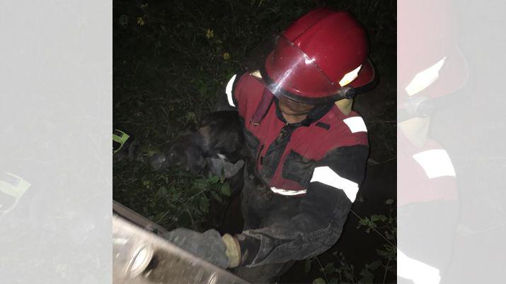 Emotivo rescate de un pichicho que cayoacute en un pozo ciego en Loreto