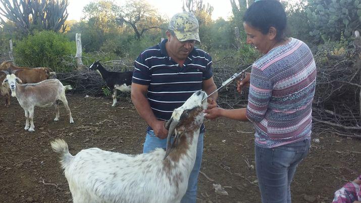 Capacitan a productores en el manejo caprino y la potabilizacioacuten del agua de lluvia