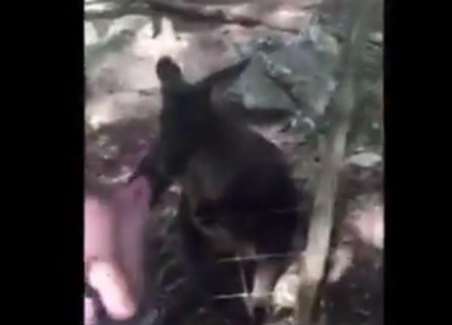 Un canguro atacoacute brutalmente a una nintildea